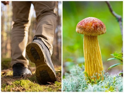 Na Slovensku zaznamenali mykológovia v poslednom období výskyt novej huby s názvom Aureoboletus projectellus. Aj keď o nej odborníci hovoria ako o výbornej jedlej hube, ide o inváznu hubu pôvodom zo Severnej Ameriky. Jej výskyt zaznamenali v borovicovom lese pri obci Lemešany v okrese Prešov, no botanik Štátnej ochrany prírody (ŠOP) SR Marek Žiačik predpokladá, že bude početnosť jej nálezov stúpať.