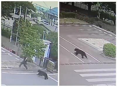 V japonskom meste Ucunomija severne od Tokia museli v pondelok zavrieť takmer sto základných a stredných škôl, keďže v uliciach sa už tretí deň pohybuje medveď. Po zvierati aktuálne pátrajú desiatky ľudí. Informuje o tom agentúra AFP.