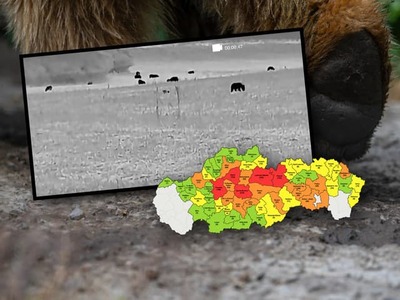 OČOVÁ – Obrovské množstvo medveďov na jednom mieste zachytila termokamera pri obci Očová. Šelmy sa pohybovali na strnisku po kukurici a podľa autora záberov ich bolo až 26. Takýto pohľad sa len tak ľahko nevidí. Video sa objavilo práve v čase, keď ochranári upozorňujú na zvýšený výskyt medveďov v blízkosti kukuričných polí a ďalších zdrojov potravy.