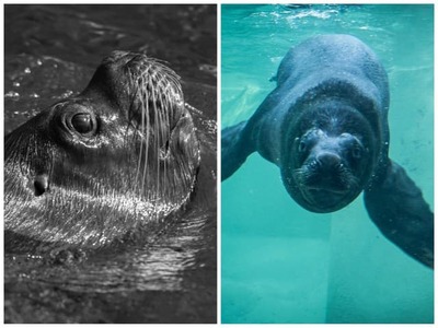 Obrovský smútok zavládol v zoologickej záhrade v Liberci. V sobotu ráno tam chovatelia našli vo vonkajšom bazéne bez známok života 17-ročného mroža hrivnatého menom Hugo. Bezprostredne vykonaná pitva odhalila v jeho tráviacom trakte desivý nález – časť bábiky. Záhrada pritom len pred niekoľkými dňami upozorňovala, že z bazéna vytiahla rozkúsanú hračku a obávala sa, že zviera mohlo zjesť jej chýbajúce časti.