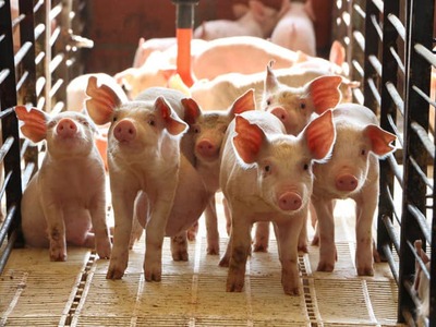 Poľnohospodárske družstvo Sokolce v okrese Komárno ohlásilo ukončenie chovu ošípaných. Dôvodom rozhodnutia je najmä tohtoročné nepriaznivé počasie, ale aj ekonomické vplyvy, obchodná neistota, ceny vstupov a výrobkov, či vplyv turbulencií z vojen, ktoré sa prejavujú nárastom cien pohonných látok, energií i hnojív. Celková situácia v sektore ošípaných spôsobila, že po ekonomickej stránke družstvo nedokáže v chove ošípaných pokračovať, potvrdil predseda družstva Peter Lelkes.