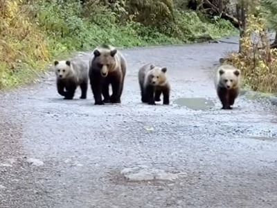 VYSOKÉ TATRY – Turisti v poľskej časti Tatier zažili nepríjemné prekvapenie. V Kościeliskej doline sa na turistickom chodníku objavila rodina medveďov. Kým zvieratá pokračovali v pohybe, časť ľudí začala kričať a utekať. Medvede napokon zišli z chodníka smerom do lesa.
