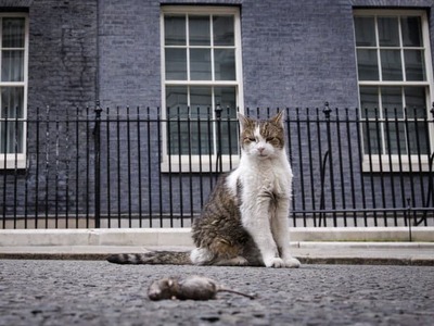 Na britskej politickej scéne sa opäť mení premiér, no jedna tvár zostáva rovnaká. Kocúr Larry, legendárny „hlavný lovec myší“ na Downing Street, privítal svojho už siedmeho predsedu vlády a opäť si získal pozornosť fotografov.