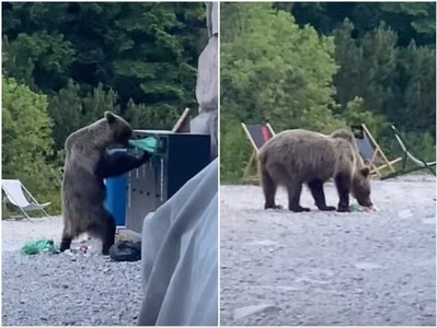 VYSOKÉ TATRY – Priamo pri známej horskej chate Murowaniec na poľskej strane Tatier nasnímali medveďa hnedého, ako sa za úsvitu bez akéhokoľvek strachu prehrabáva v odpadkovom koši. Video z lokality Hala Gąsienicowa sa okamžite stalo hitom na sociálnych sieťach. Hoci autori príspevku situáciu pôvodne odľahčili vtipným komentárom o „kontrole kuchyne pred otvorením“, ochranári a odborníci dlhodobo upozorňujú, že podobné správanie divokých šeliem v bezprostrednej blízkosti turistických centier predstavuje vážne riziko.