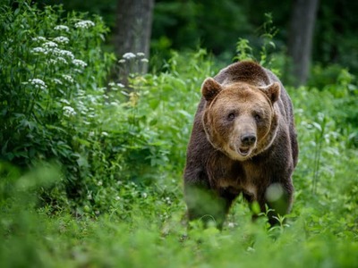 Medveď hnedý sa objavil v časti obce Svrčinovec v okrese Čadca a neďaleko čerpacej stanice v Brezne. Obyvatelia by mali byť opatrní, pohybovať sa v skupinách a byť hlučnejší, aby upozornili na svoju prítomnosť. Do Brezna bol privolaný zásahový tím.