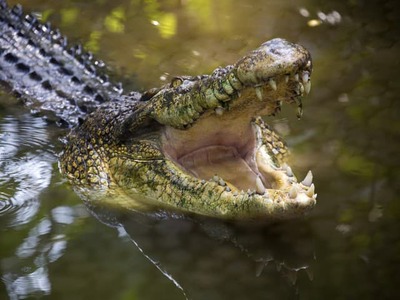 V britskom grófstve Cambridgeshire sa odohral hororový incident. Trojročný chlapček skončil vo štvrtok popoludní vo výbehu krokolov v Johnsons of Old Hurst Zoo neďaleko Huntingdonu a utrpel rozsiahle zranenia. Podľa polície existuje podozrenie, že ho tam úmyselne hodil dospelý muž.