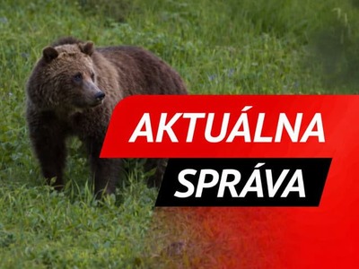 Počas jediného víkendu došlo v okolí Martina už k druhému krvavému incidentu, pri ktorom medveď napadol človeka. 42-ročný muž skončil v opatere záchranárov a musel byť s vážnymi zraneniami okamžite prevezený do nemocnice.