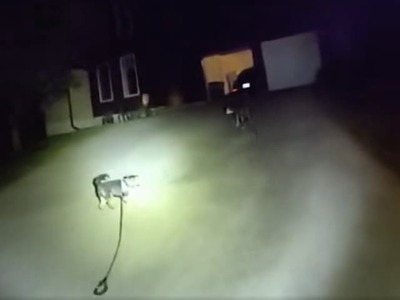 LEAWOOD – Vernosť a inteligencia psov opäť raz dojala svet. V americkom meste Leawood v štáte Kansas sa malý psík stal skutočným hrdinom. Keď jeho majiteľ po nešťastnom páde nebol schopný vstať a zostať ležať na zemi vyše troch hodín, štvornohý miláčik zobral situáciu do vlastných labiek. Vbehol do cesty policajnej hliadke a priviedol ju priamo na miesto.