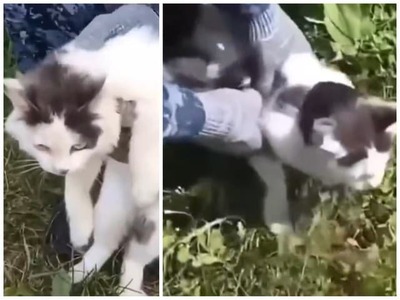 Mačka pašerák? Kuriózny prípad sa odohral v ruskom Nižnom Novgorode. Väzni v tamojšej väzenskej kolónii tam na pašovanie drog použili mačku. Chlpatý páchateľ bol po tomto zistení zadržaný.