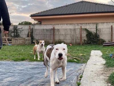 Obyvatelia dvoch susediacich obcí kúsok od Bratislavy zažili doslova deň hrôzy. Dvojica uniknutých psov, podľa svedectiev malo ísť o plemeno staford, sa bez kontroly pohybovala po uliciach Rovinky a Dunajskej Lužnej, pričom za sebou zanechala spúšť v podobe napadnutých ľudí, zranených zvierat a jedného usmrteného domáceho miláčika.