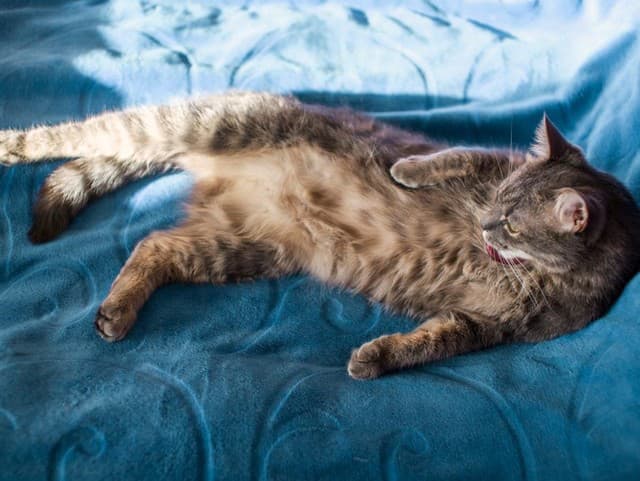 Starostlivosť o srsť a kožu mačiek: Čo si všímať a kedy zvážiť návštevu veterinára?