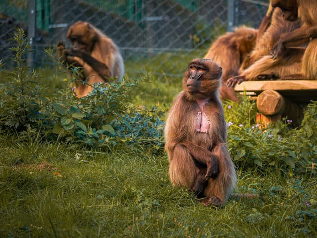 Zoo v hlavnom meste sa pýši novými prírastkami: Krvácajúce srdcia sa môžu tešiť aj novému výbehu