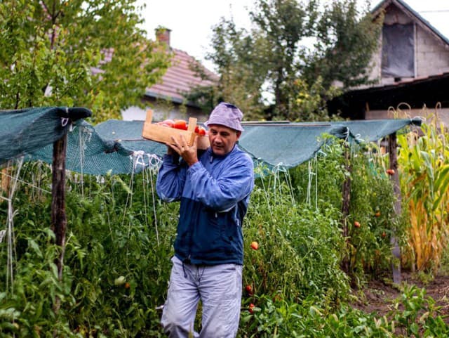 Nenápadné chyby, kvôli ktorým uskladnená zelenina v pivnici rýchlo hnije: Na čo dávať pozor?