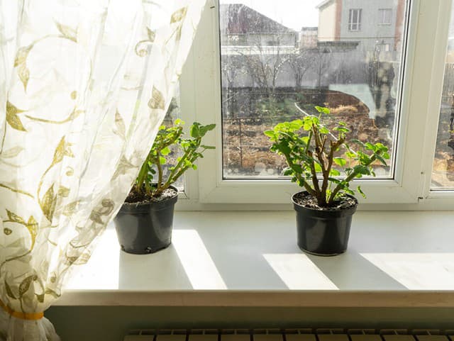 Muškáty vyhodiť alebo zazimovať? Ak sa vyhnete týmto chybám, urobia vám radosť aj o rok