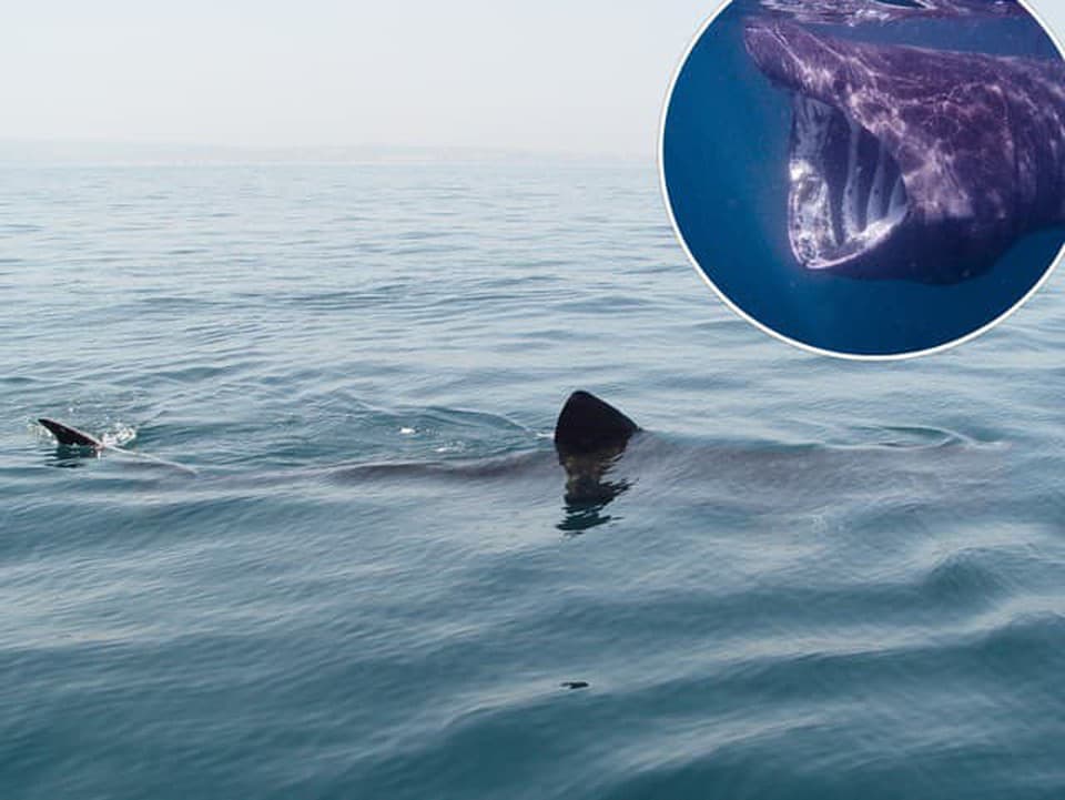 Chorváti zverejnili video z blízkosti Cresu: V mori plával obrovský žralok