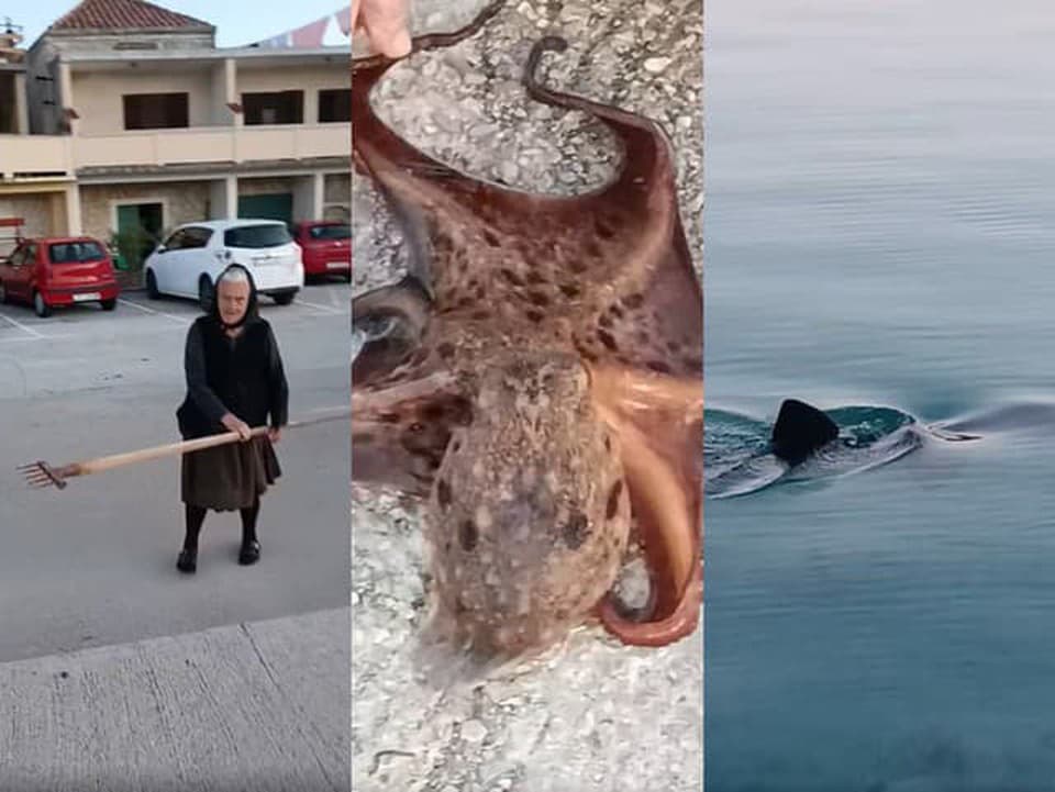 VIDEO roka: Chorvátska starenka lovila chobotnicu, kúsok od nej plával žralok