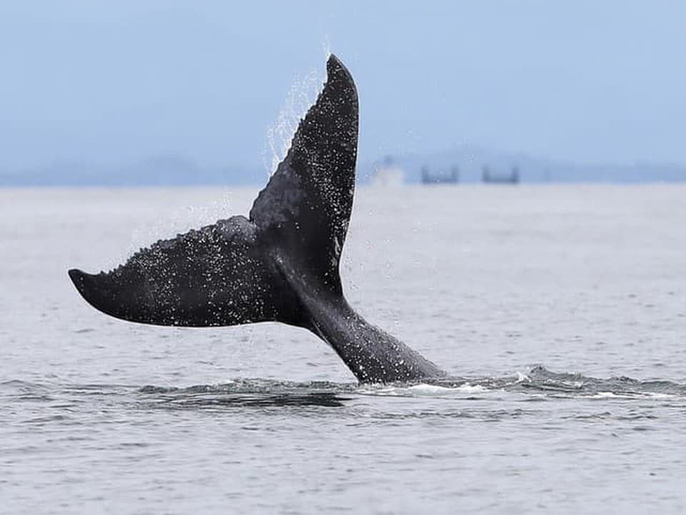 Veľryby južné boli na pokraji vyhynutia, teraz v Patagónii ohromujú turistov