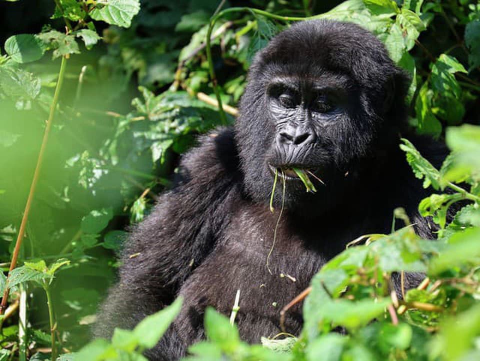 Pytliaci sa menia na ochrancov zvierat: Cestovný ruch pomáha ohrozeným gorilám prežiť