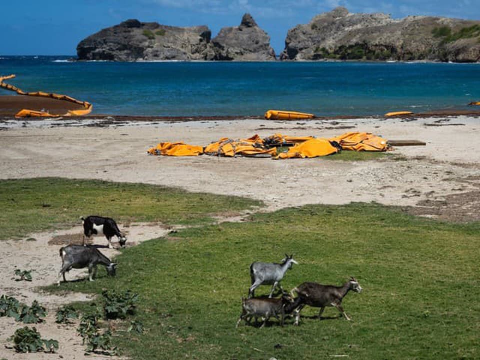 Turistický raj v Karibiku má temnú stránku: Tisíce divokých kôz ničia vzácne druhy