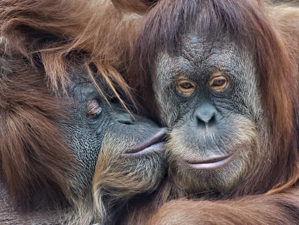 Dejiny lásky: Prvé bozky podľa vedcov padli už pred 20 miliónmi rokov