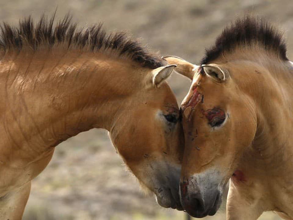 Černobyľ po 40 rokoch: Vzácne kone Przewalského sa rozmnožili, no hrozí im zabitie mínami