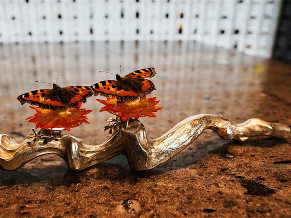 Dánsko zvažuje, či gastronómiu oficiálne uznať ako formu umenia