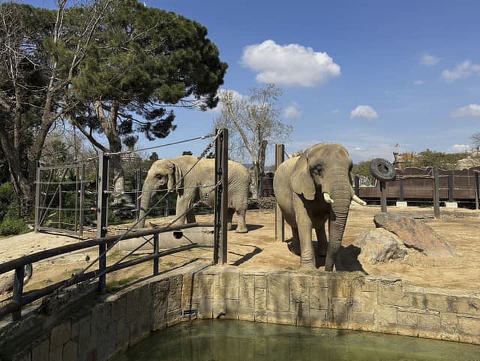 Luxusný dôchodok: Barcelonská zoologická záhrada pomáha slonom starnúť so cťou