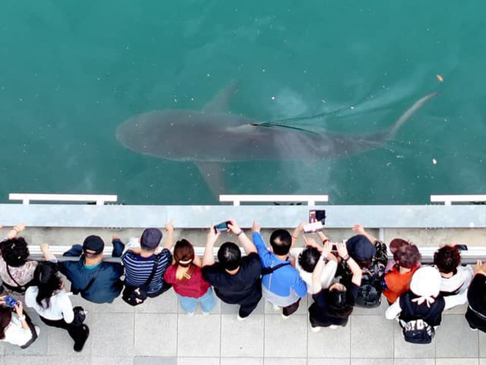 Nečakaná atrakcia: Na žraloka, ktorý uviazol v kanáli, sa prišlo pozrieť 600-tisíc turistov