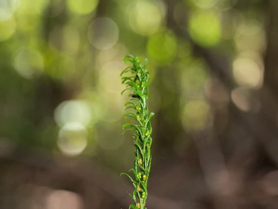 Drobná papraď má najväčší genóm na Zemi, ľudskú DNA prekonáva až 50-násobne