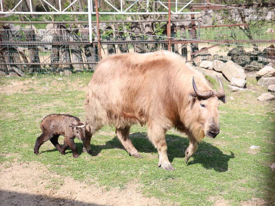 Roztomilý poklad: V bratislavskej ZOO sa narodil vzácny takin zlatý