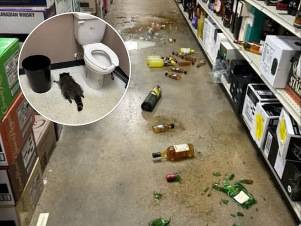 Do predajne alkoholu sa vlámal medvedík, opitý zaspal na toalete