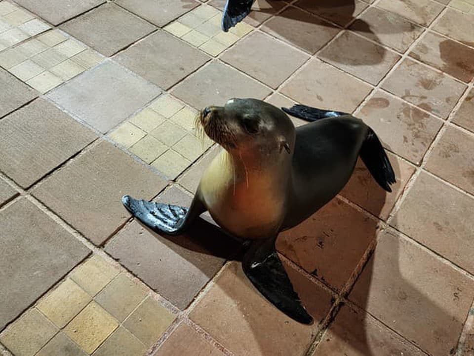 Do baru sa zatúlalo mláďa uškatca, obsluha mu ponúkla lososa