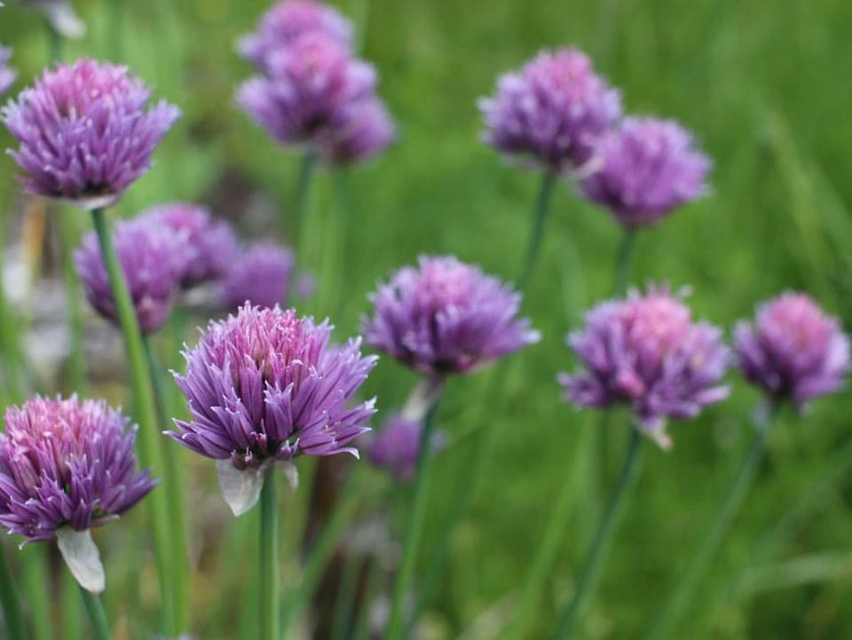 Pažítka nie je len zelená ozdoba na tanieri: Zaujímavosti o bylinke, ktoré možno nepoznáte