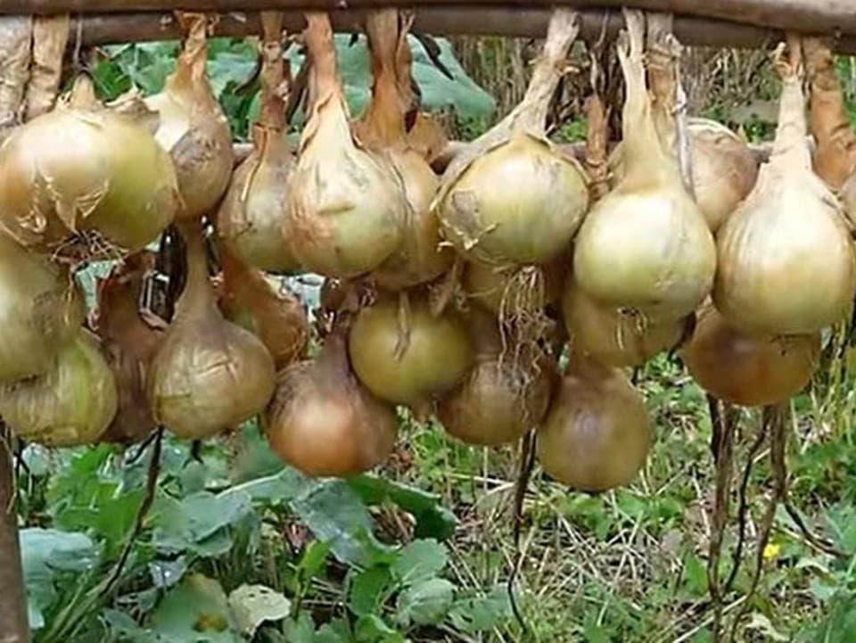 VIDEOTIP Chcete, aby vám cibuľa vydržala čo najdlhšie? Rozhodujú prvé kroky po zbere