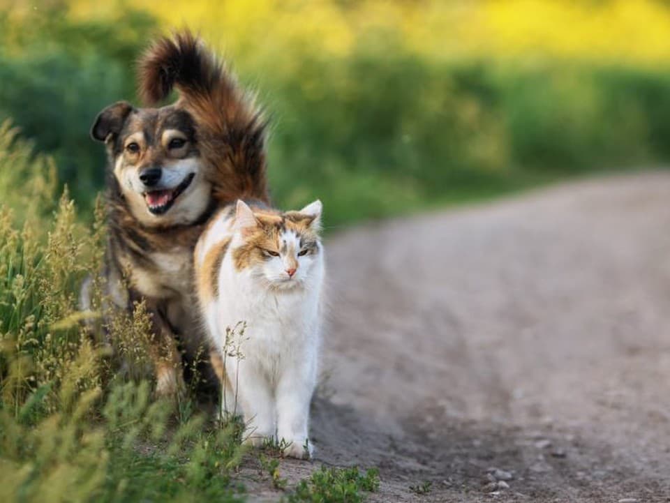 Ako zvládnuť horúce leto so psom či mačkou? Takto podľa veterinára spoznáte, že sú dehydrované