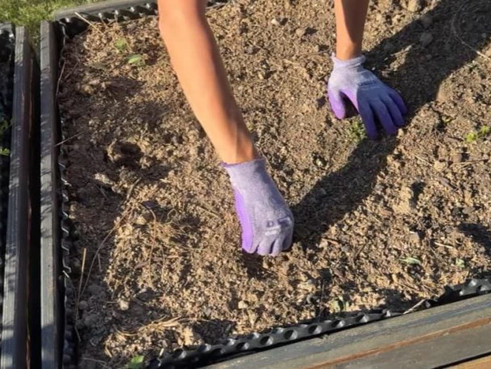 VIDEOTIP August je ideálny na ďalšie výsevy: Tieto druhy zeleniny ešte určite neodpisujte