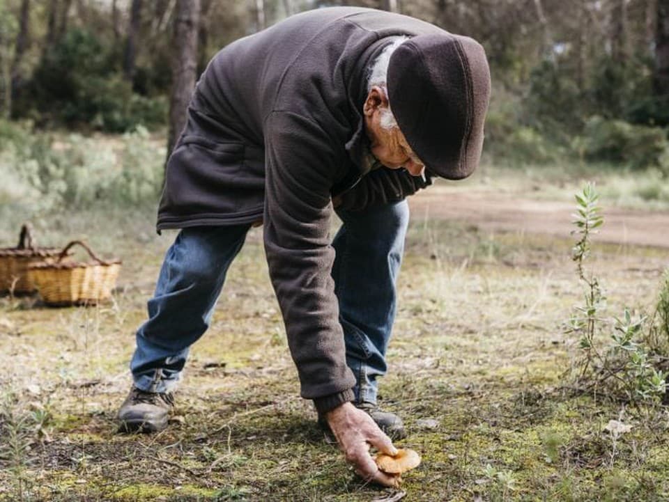 Ako spoznať jedlé huby v lese? Tieto detaily si všímajte skôr, než ich hodíte do košíka