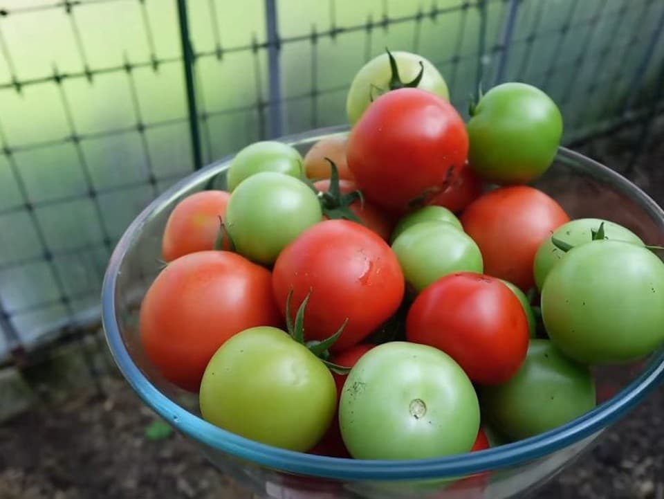 VIDEOTIP Dozrievanie zelených paradajok: Ako správne využiť posledné plody zo záhrady