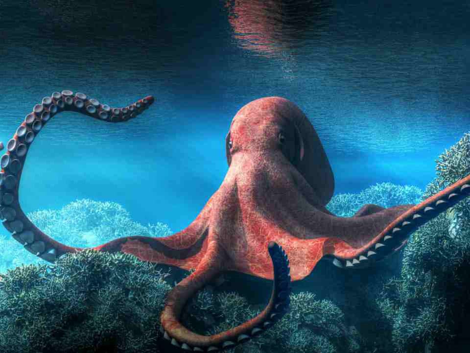 Tento dávny genetický „kiks“ môže byť dôvodom, prečo sú chobotnice také inteligentné