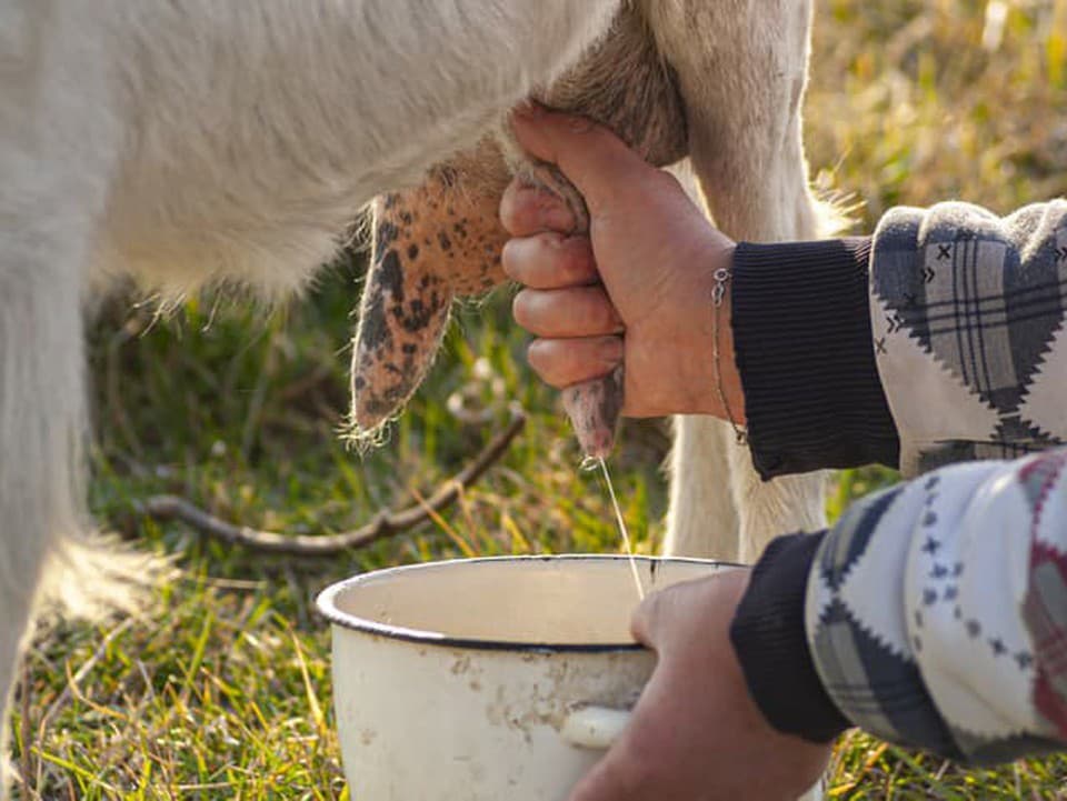 Tomuto mlieku by ste mali dať prednosť: Obsahuje viac minerálnych látok než kravské