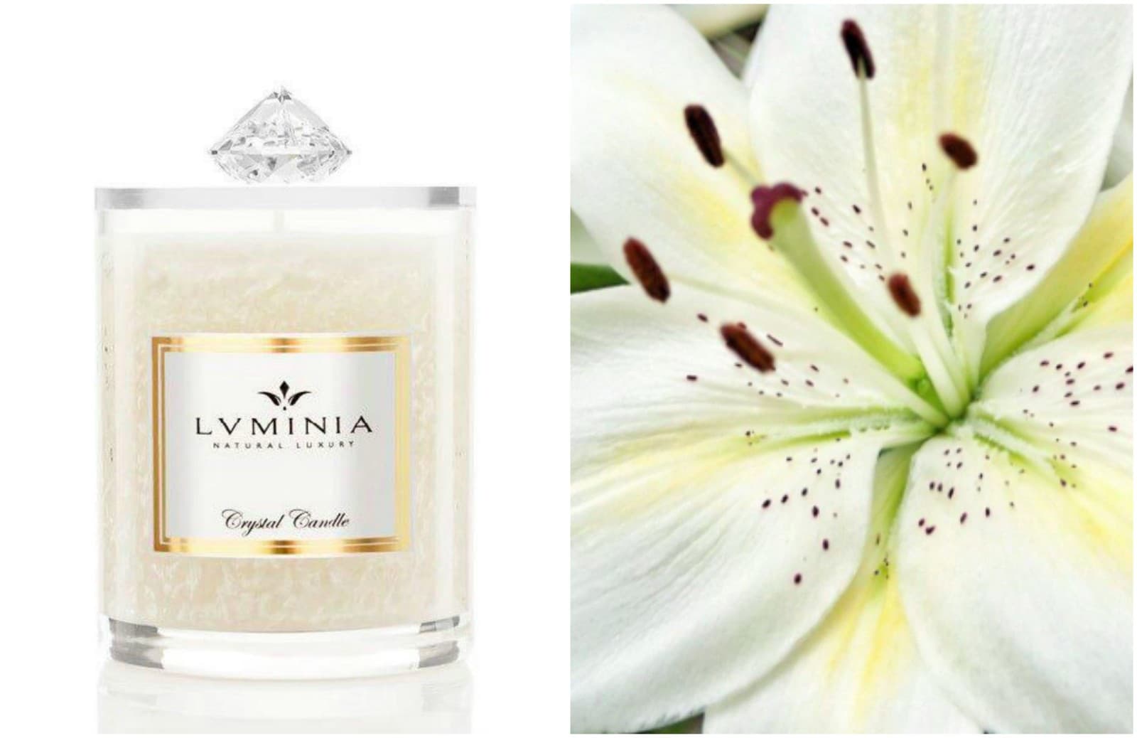 Navona Lily