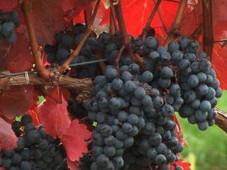 Cabernet Sauvignon 2007