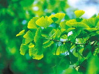 GINKO: VŠELIEK STARÝ TRITISÍC ROKOV