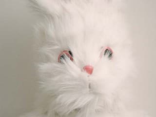 NICK CAVE: SMRŤ BUNNYHO MONROA