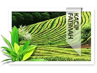 Magická a liečivá rastlina Kacip Fatimah