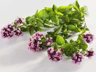 Oregano: bylinka so silnou vôňou, chuťou i liečivou silou 