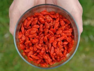 Kustovnica čínska - goji