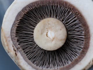 sampinon