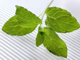 mäta