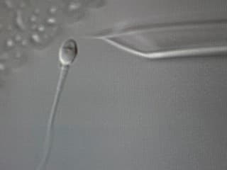 Spermia